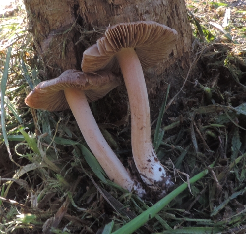 Inocybe al parco